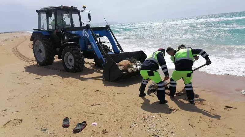 Пляжи в Анапе очищают от мертвых дельфинов после их массовой гибели